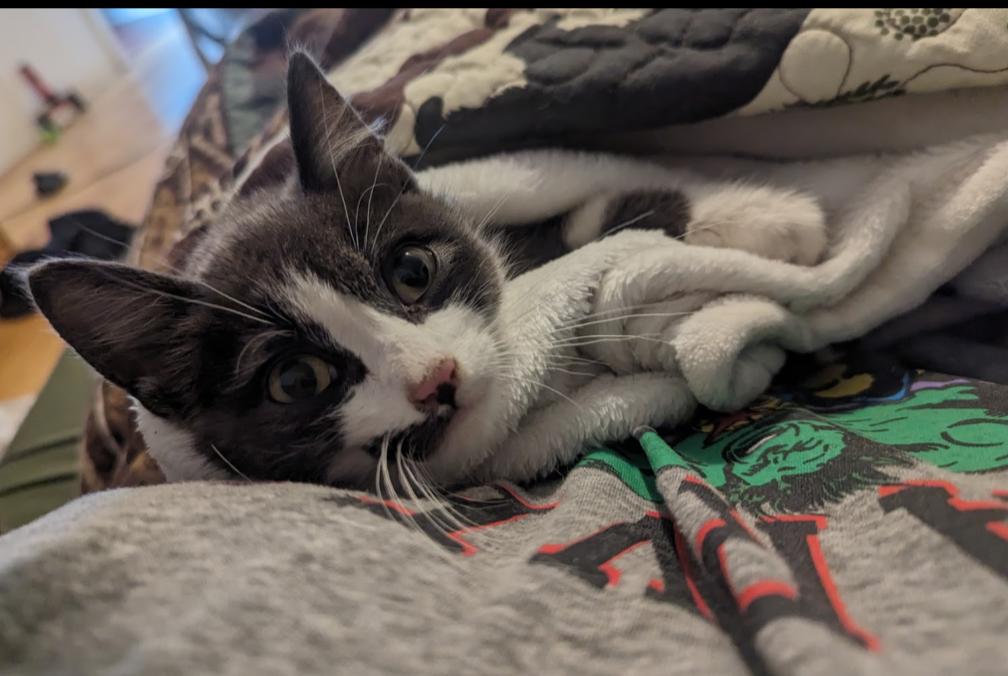 Enlarge Evie, a Adopted Domestic Short Hair in Merrill, MI image 3/5