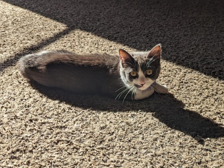 Enlarge Evie, a Adopted Domestic Short Hair in Merrill, MI image 4/5