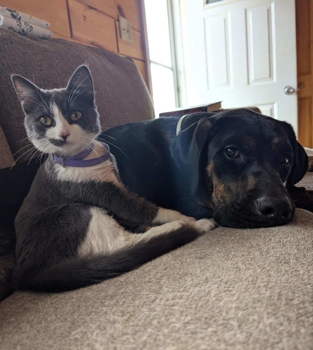 Enlarge Evie, a Adopted Domestic Short Hair in Merrill, MI image 5/5