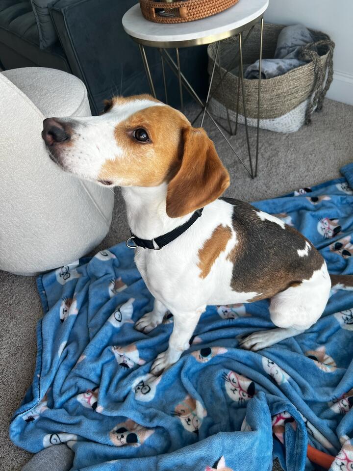 Ruby, Adopted, Young Female Hound.