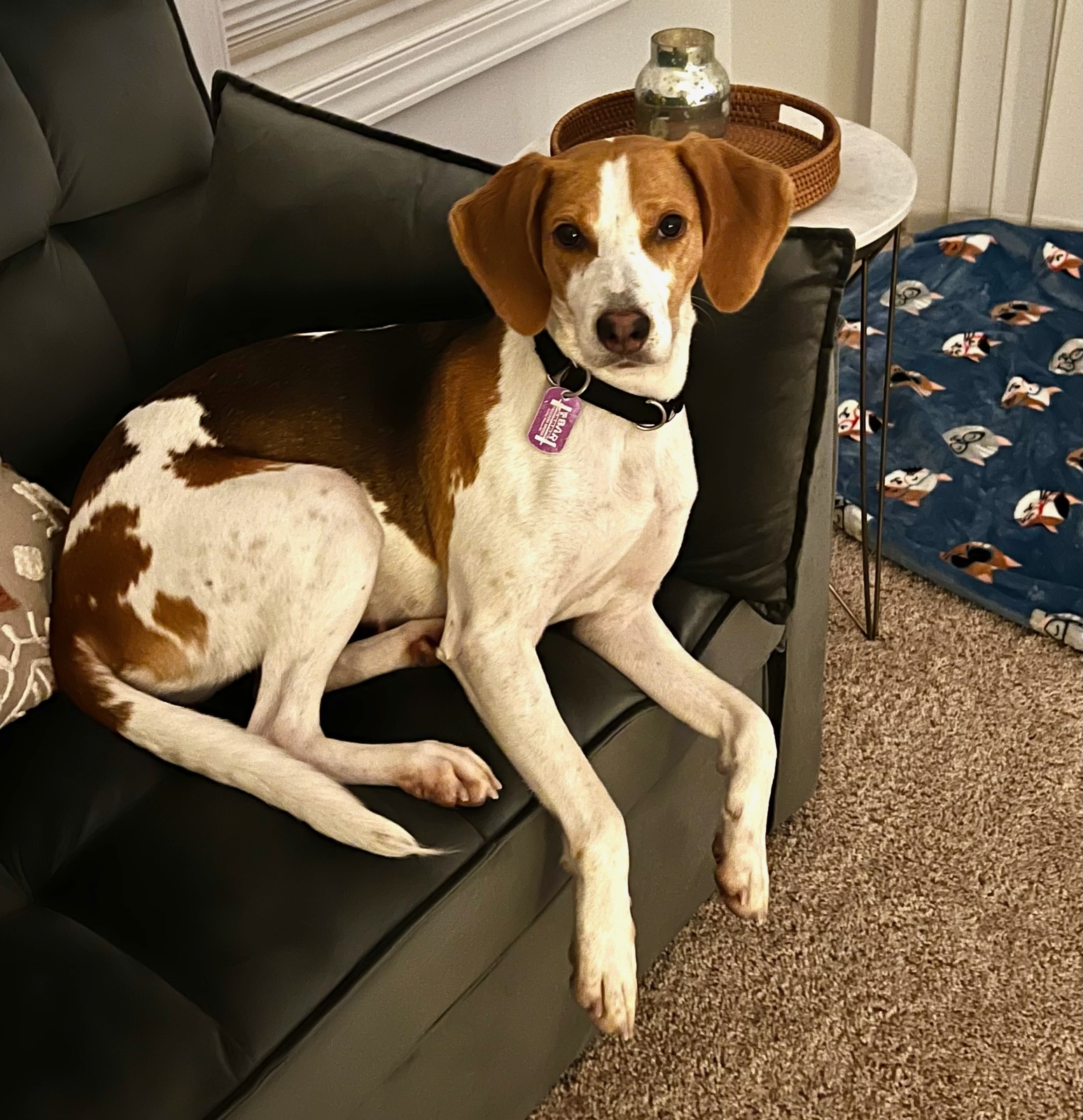 Ruby, a Adopted Hound in Wilmington, NC image 2/2
