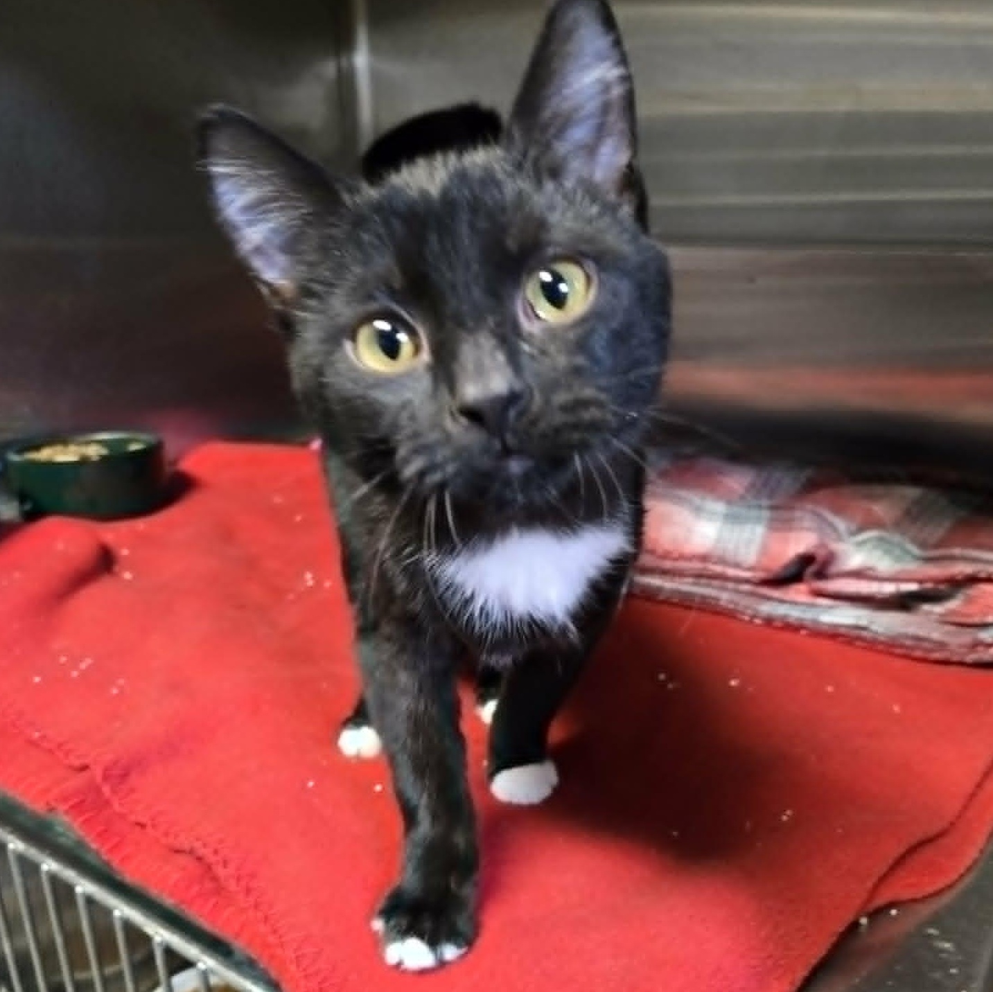 Enlarge Sybil and Zephyr *Bonded Pair*, a ADOPTABLE Domestic Short Hair in Watertown, WI image 2/3