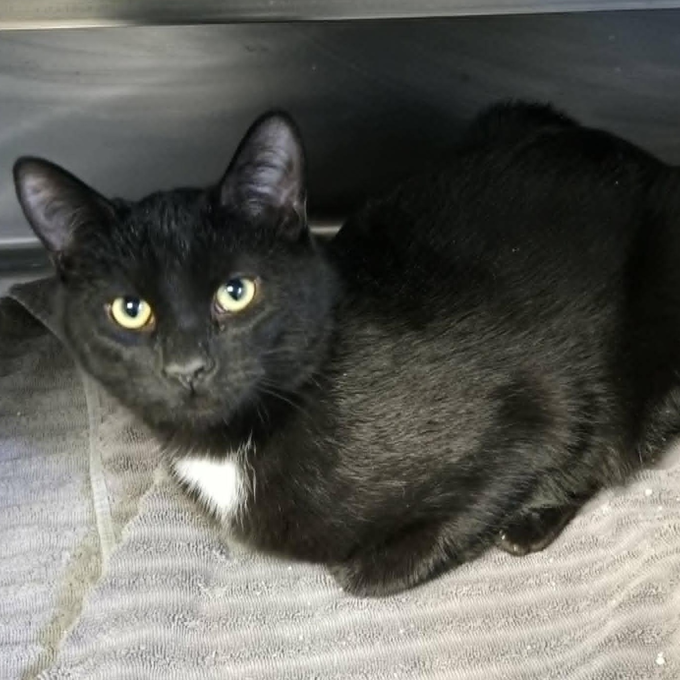 Enlarge Sybil and Zephyr *Bonded Pair*, a ADOPTABLE Domestic Short Hair in Watertown, WI image 3/3