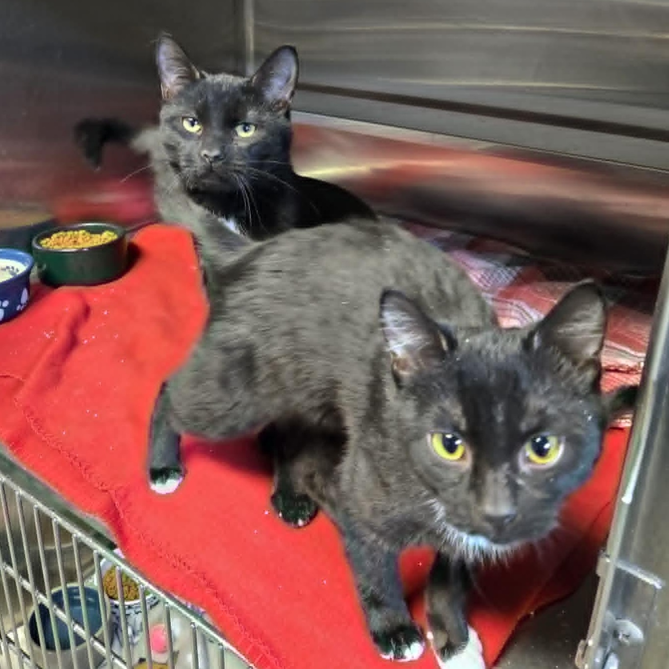 Enlarge Sybil and Zephyr *Bonded Pair*, a ADOPTABLE Domestic Short Hair in Watertown, WI image 1/3