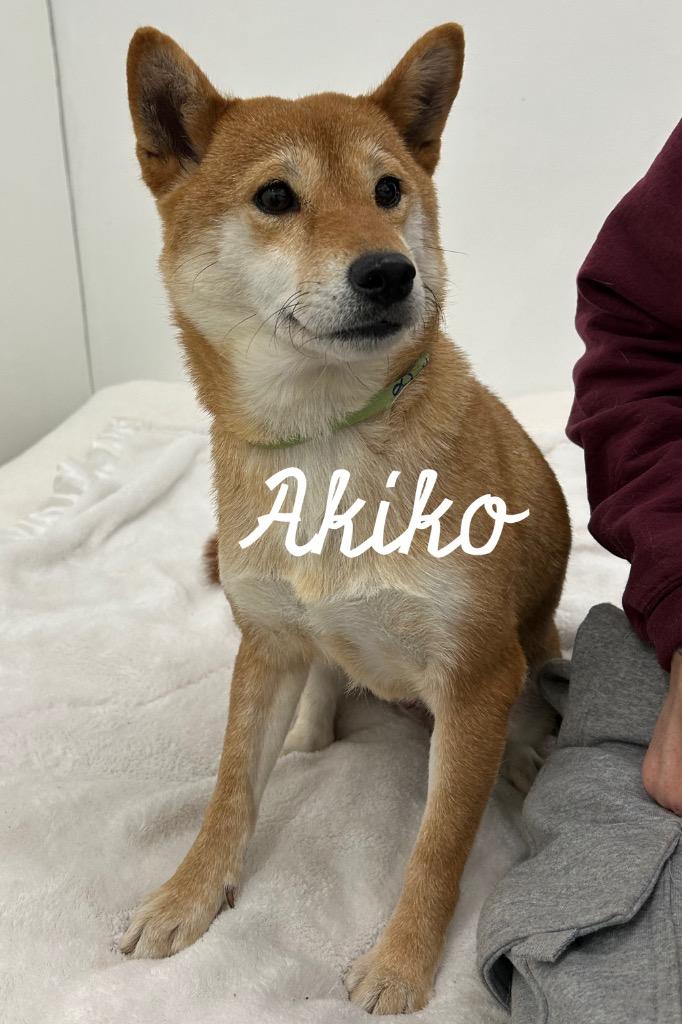 Enlarge Akiko, a Adoptable Shiba Inu in Jacksonville, IL image 1/1