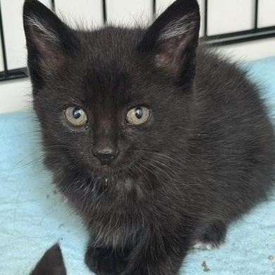 Bo Radley, an adopted mixed breed in Germansville, PA image 2/4
