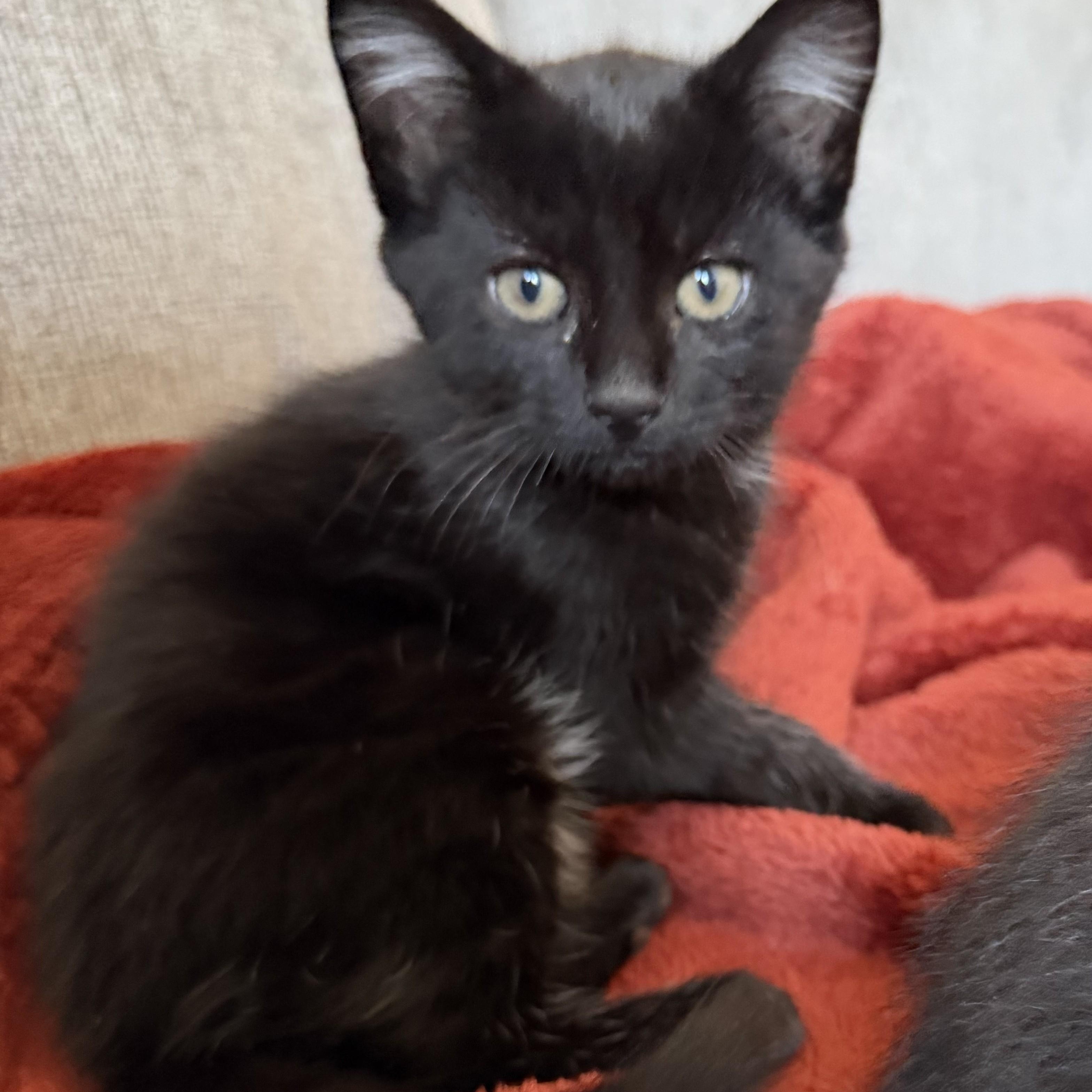 Bo Radley, adopted, Kitten Male Domestic Short Hair.