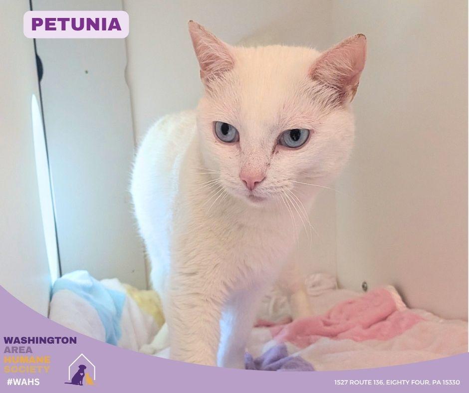 Petunia, adopted, Adult Female Domestic Short Hair.