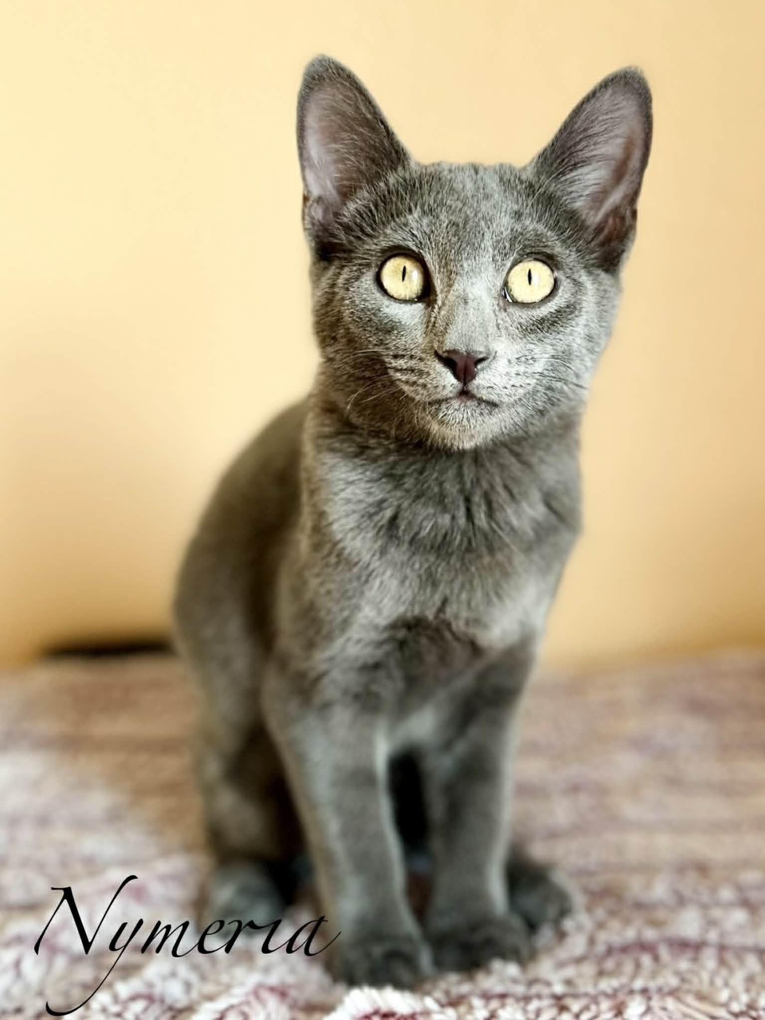 Nymeria, Adoptable, Young Female Domestic Short Hair.