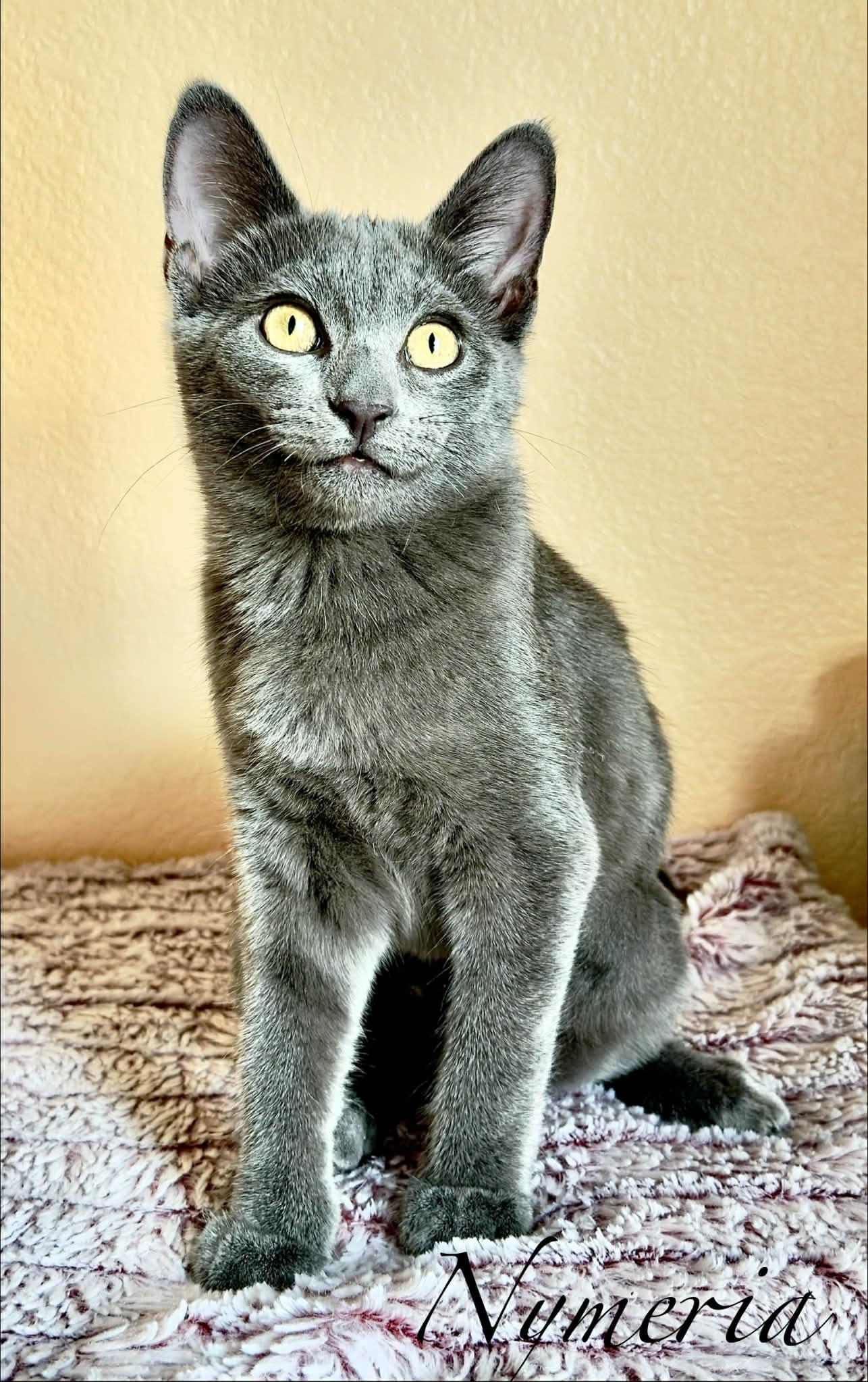 Enlarge Nymeria, a Adoptable Domestic Short Hair in Mansfield, TX image 3/3