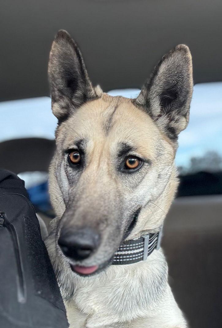Enlarge Minka, a Adoptable German Shepherd Dog in Baltimore, MD image 1/3