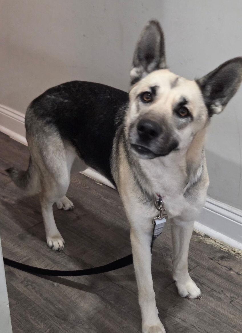 Enlarge Minka, a Adoptable German Shepherd Dog in Baltimore, MD image 2/3