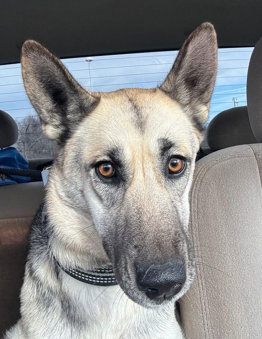 Enlarge Minka, a Adoptable German Shepherd Dog in Baltimore, MD image 3/3