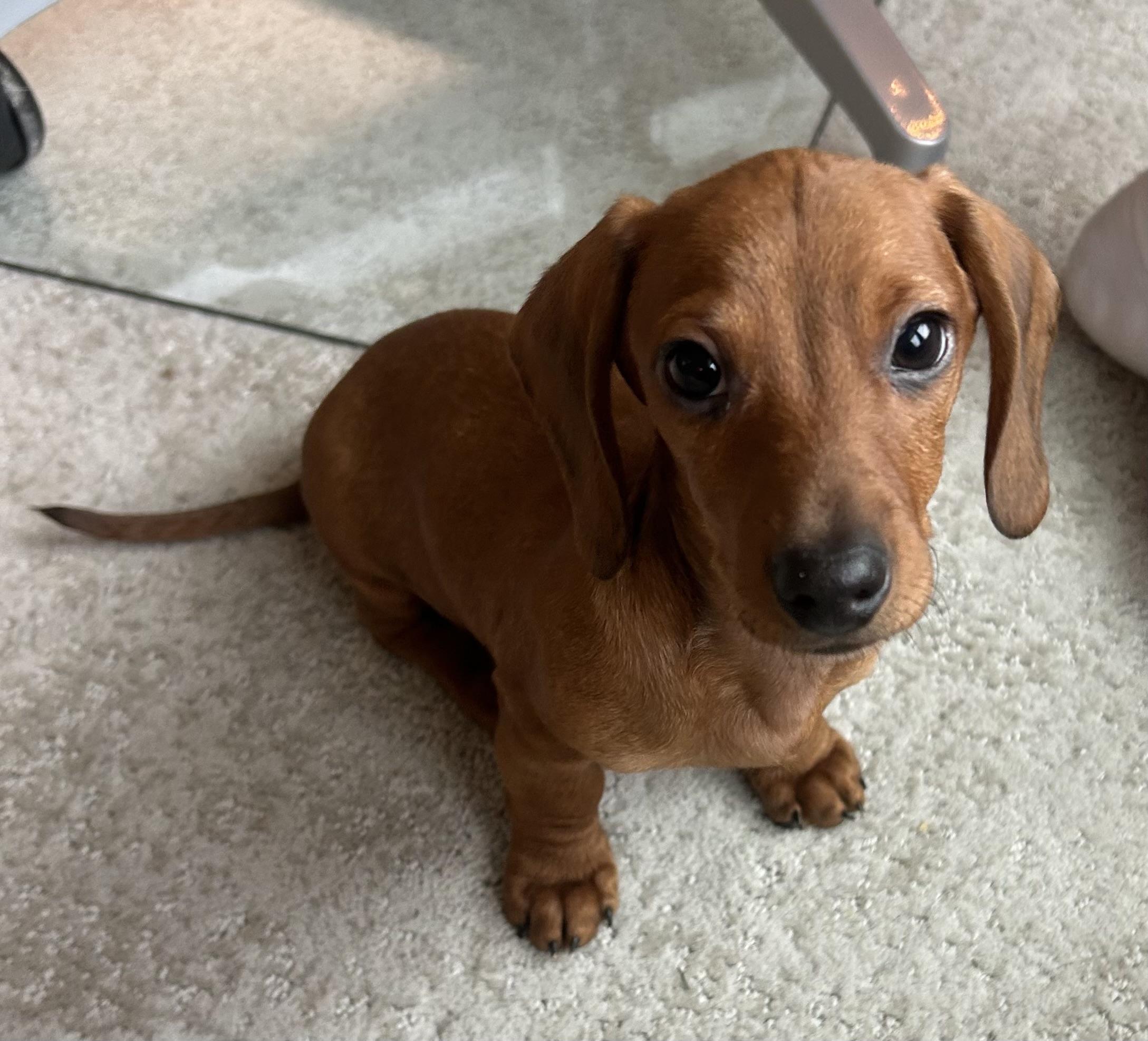 Enlarge Frank, a ADOPTABLE Dachshund in Overland Park, KS image 1/1