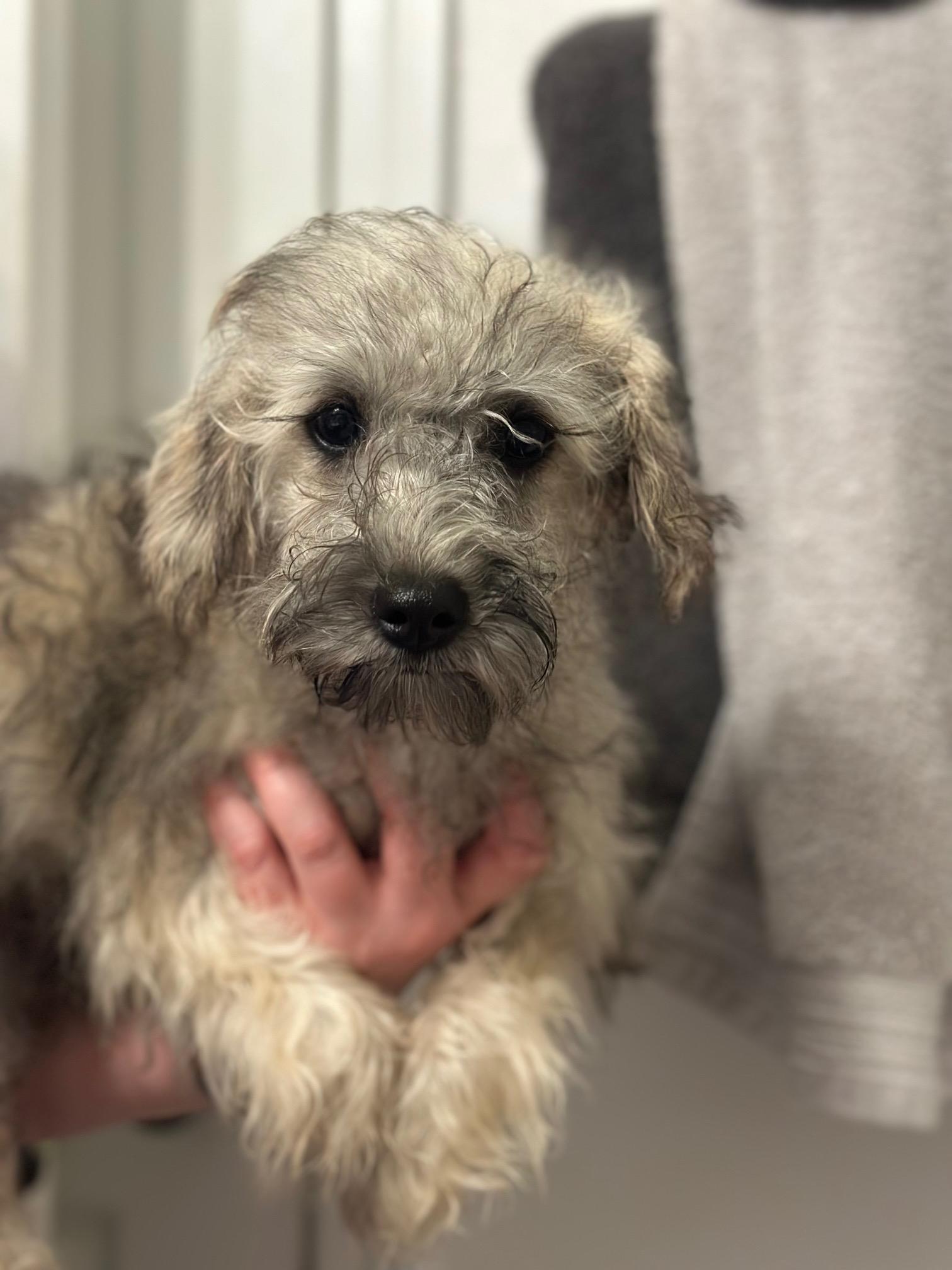 Moira, an adoptable Schnoodle in Atlanta, GA image 1/3