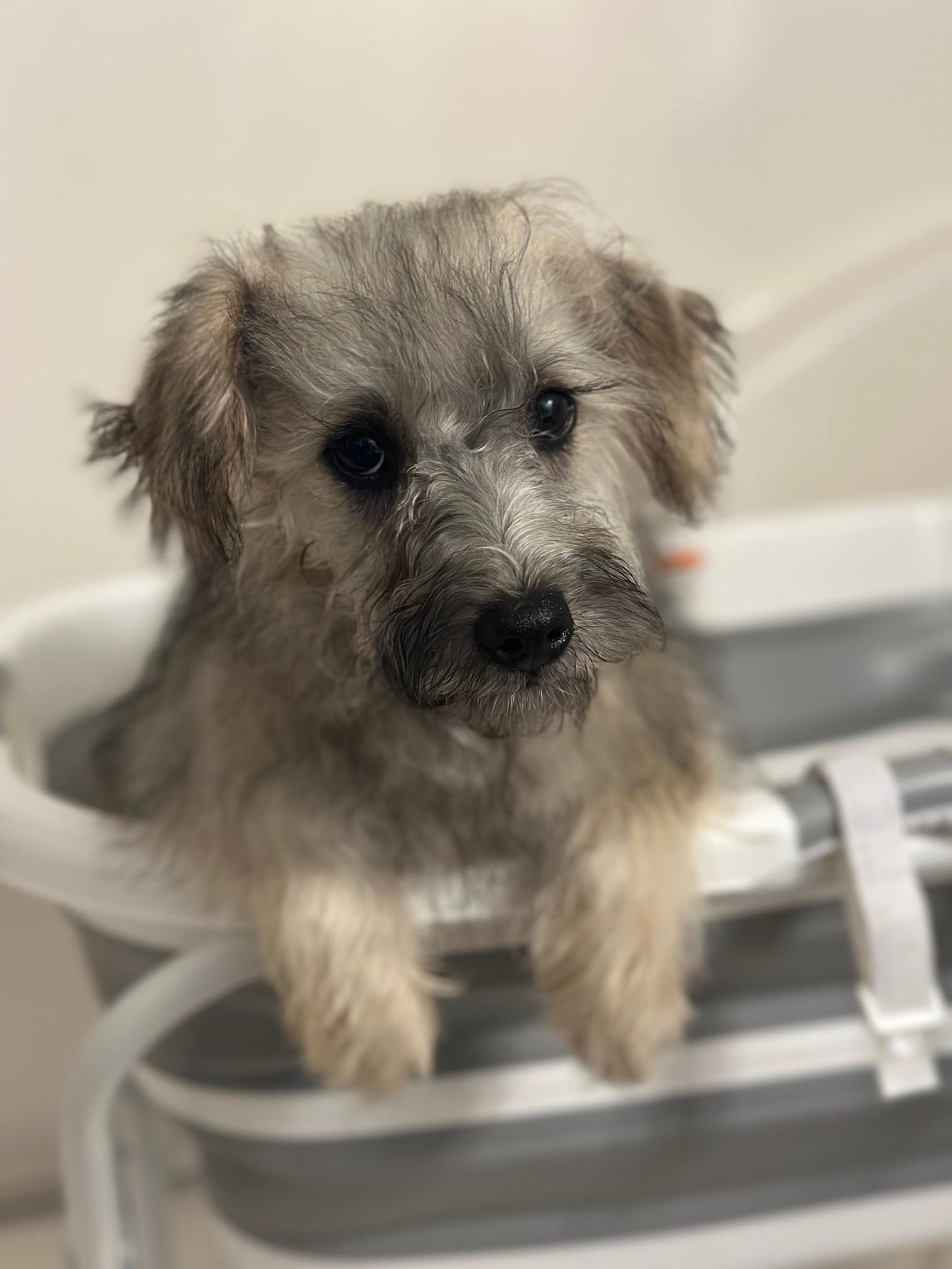 Moira, an adoptable Schnoodle in Atlanta, GA image 2/3