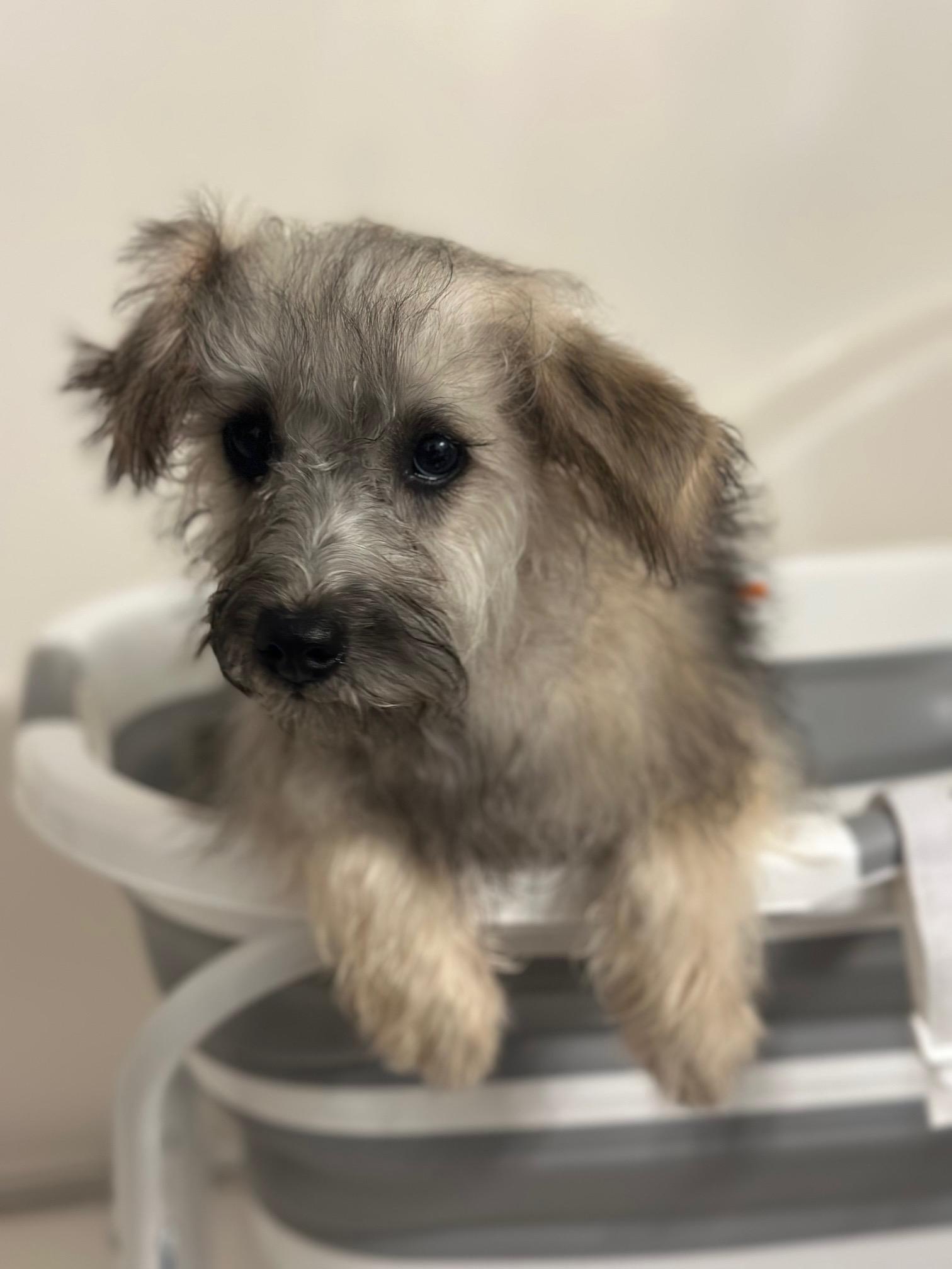 Moira, an adoptable Schnoodle in Atlanta, GA image 3/3