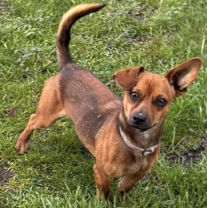 Chewy, Adoptable, Adult Male Chihuahua & Dachshund.