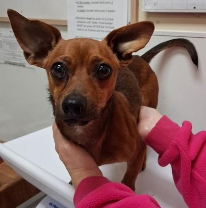 Enlarge Chewy, a Adoptable mixed breed in Pendleton, OR image 2/2