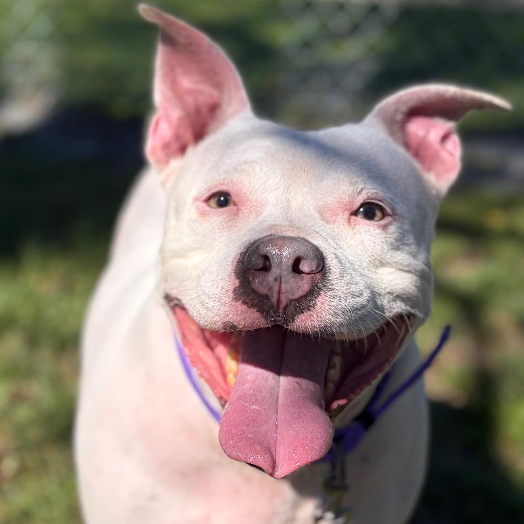 Petunia, Adoptable, Adult Female Mixed Breed.