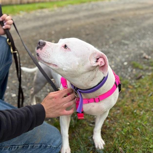 Enlarge Petunia, a Adoptable Mixed Breed in Bangall, NY image 2/6