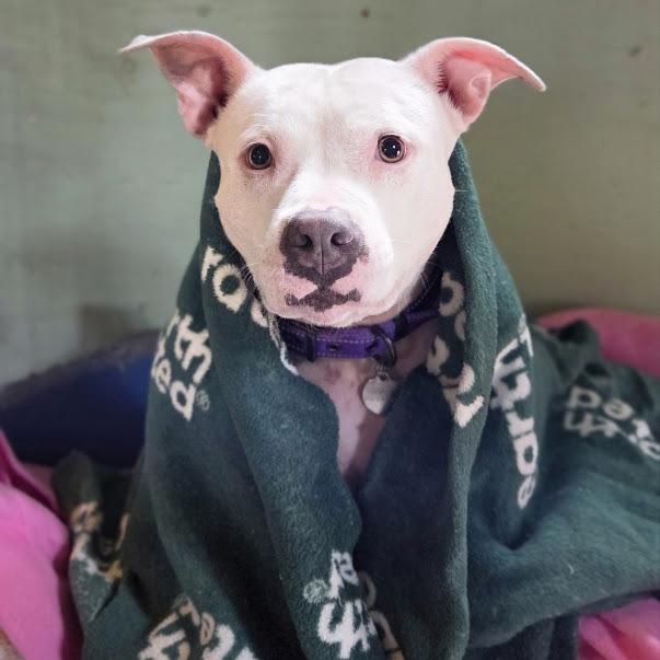 Enlarge Petunia, a Adoptable Mixed Breed in Bangall, NY image 3/6