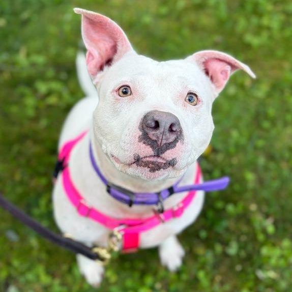 Enlarge Petunia, a Adoptable Mixed Breed in Bangall, NY image 4/6