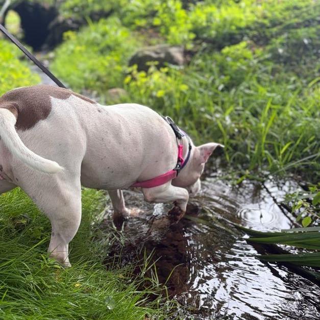Enlarge Petunia, a Adoptable Mixed Breed in Bangall, NY image 5/6