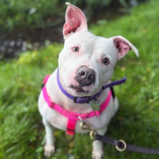 Enlarge Petunia, a Adoptable Mixed Breed in Bangall, NY image 6/6