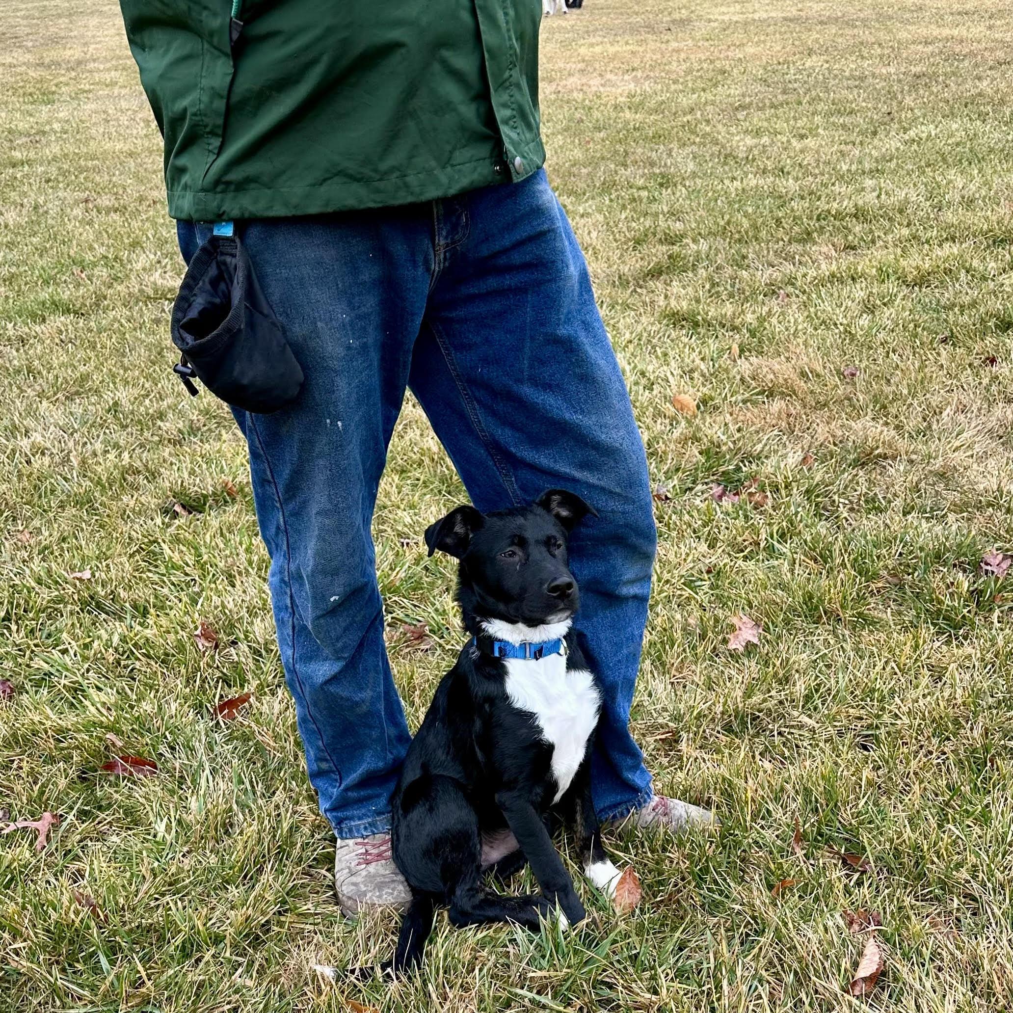 Enlarge Lou, an adopted mixed breed in Norristown, PA image 5/6
