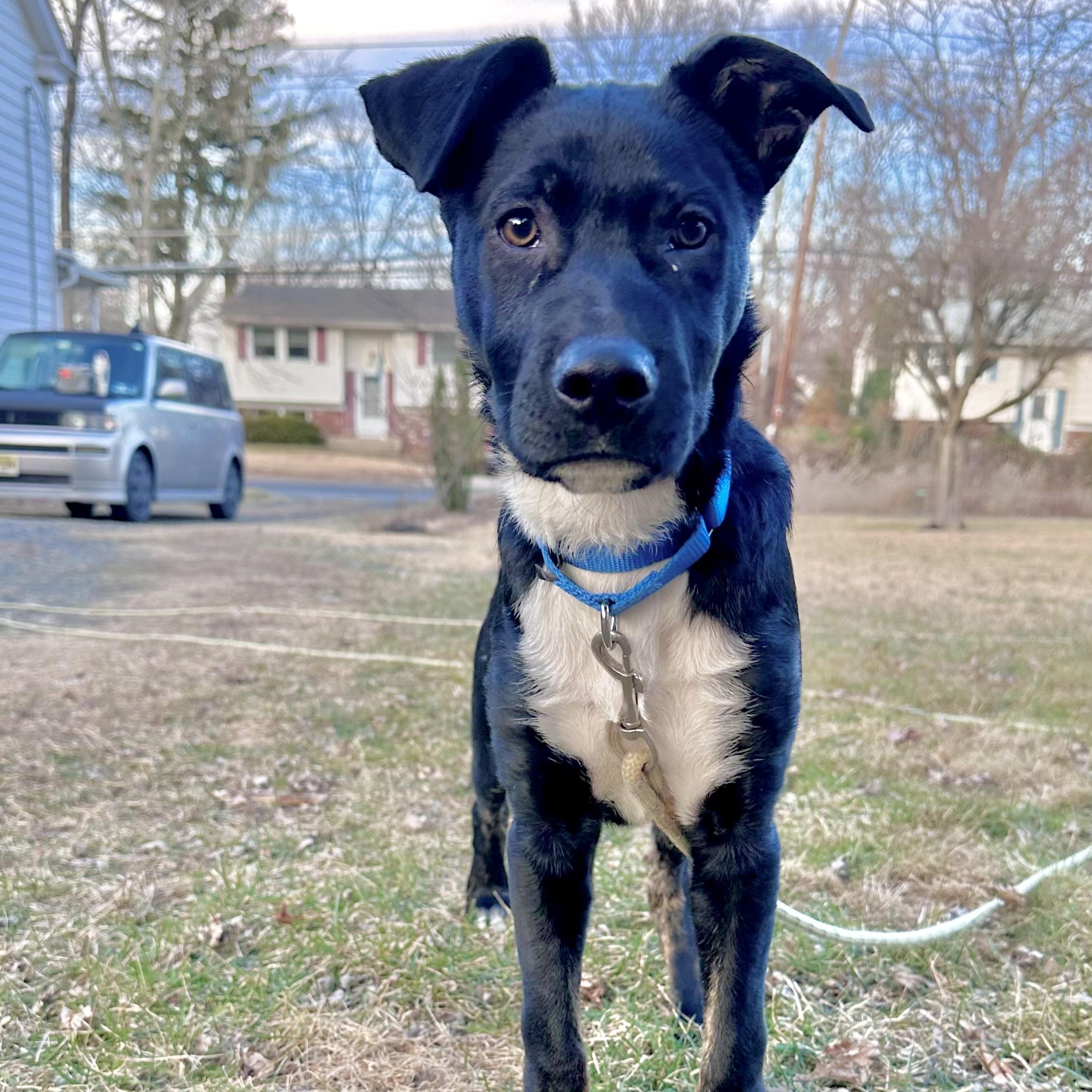 Enlarge Lou, an adopted mixed breed in Norristown, PA image 4/6