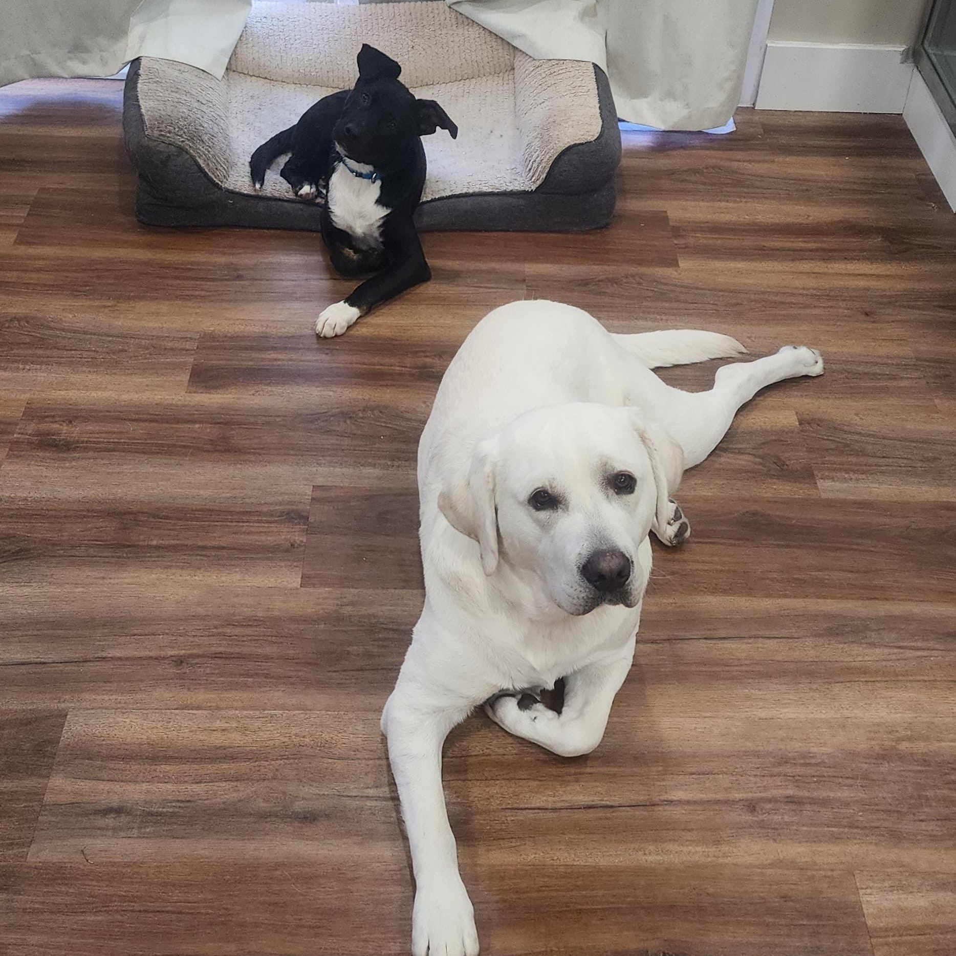 Enlarge Lou, an adopted mixed breed in Norristown, PA image 2/6