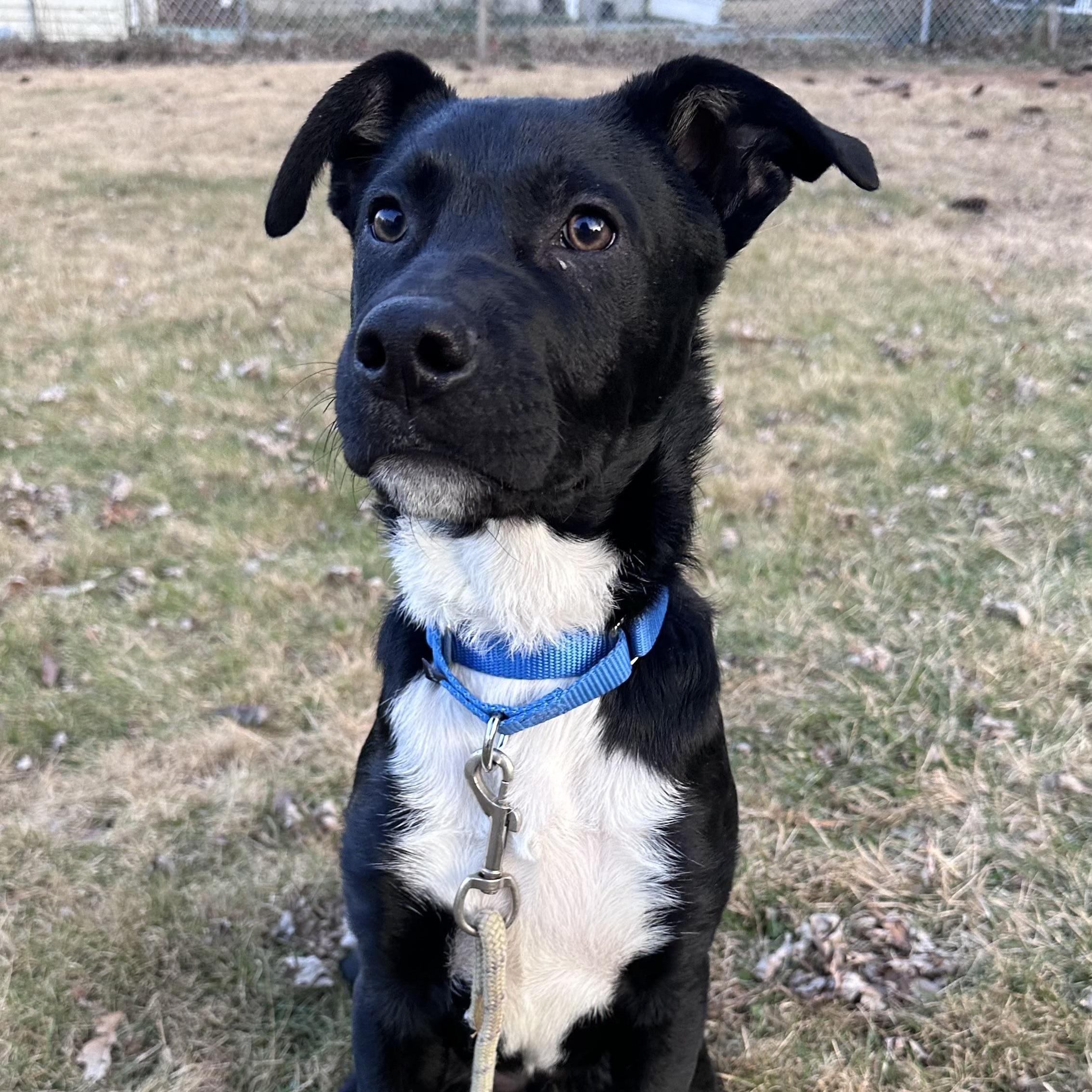 Enlarge Lou, an adopted mixed breed in Norristown, PA image 1/6
