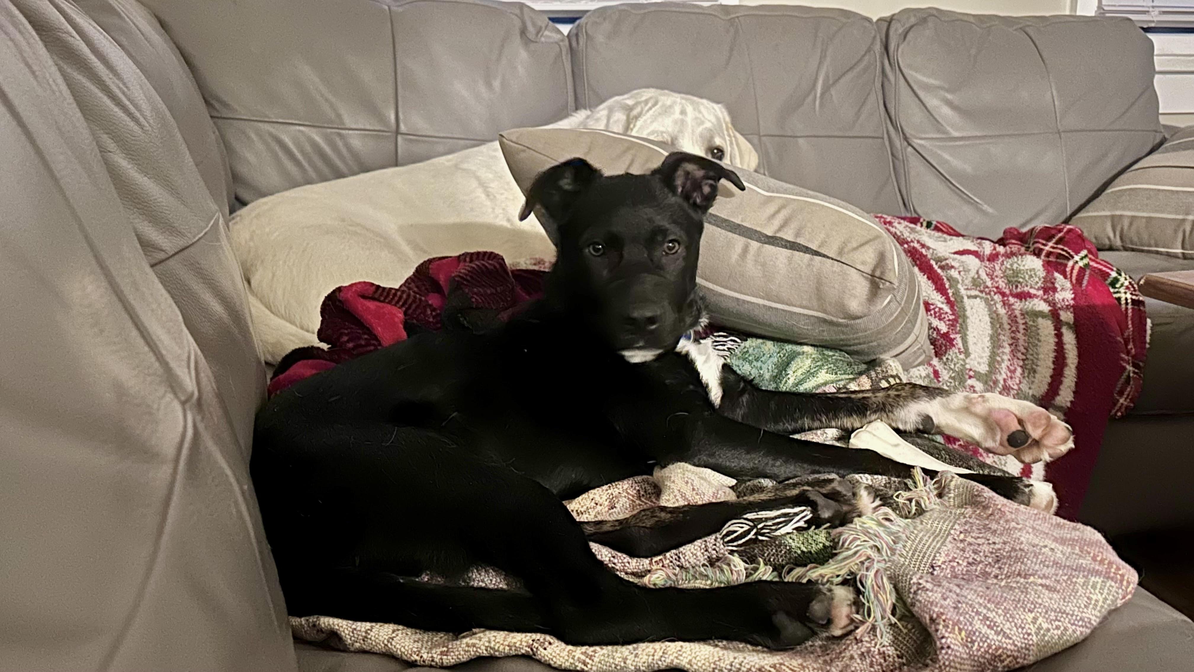 Enlarge Lou, an adopted mixed breed in Norristown, PA image 6/6