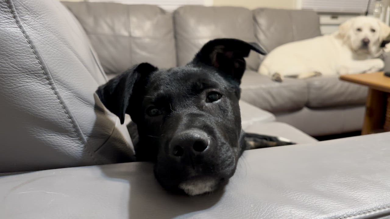 Enlarge Lou, an adopted mixed breed in Norristown, PA video 3/6