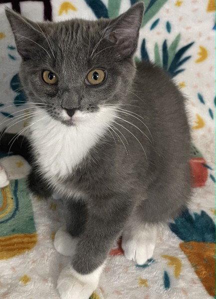 Ziti Kitten, Adopted, Kitten Female Domestic Short Hair.