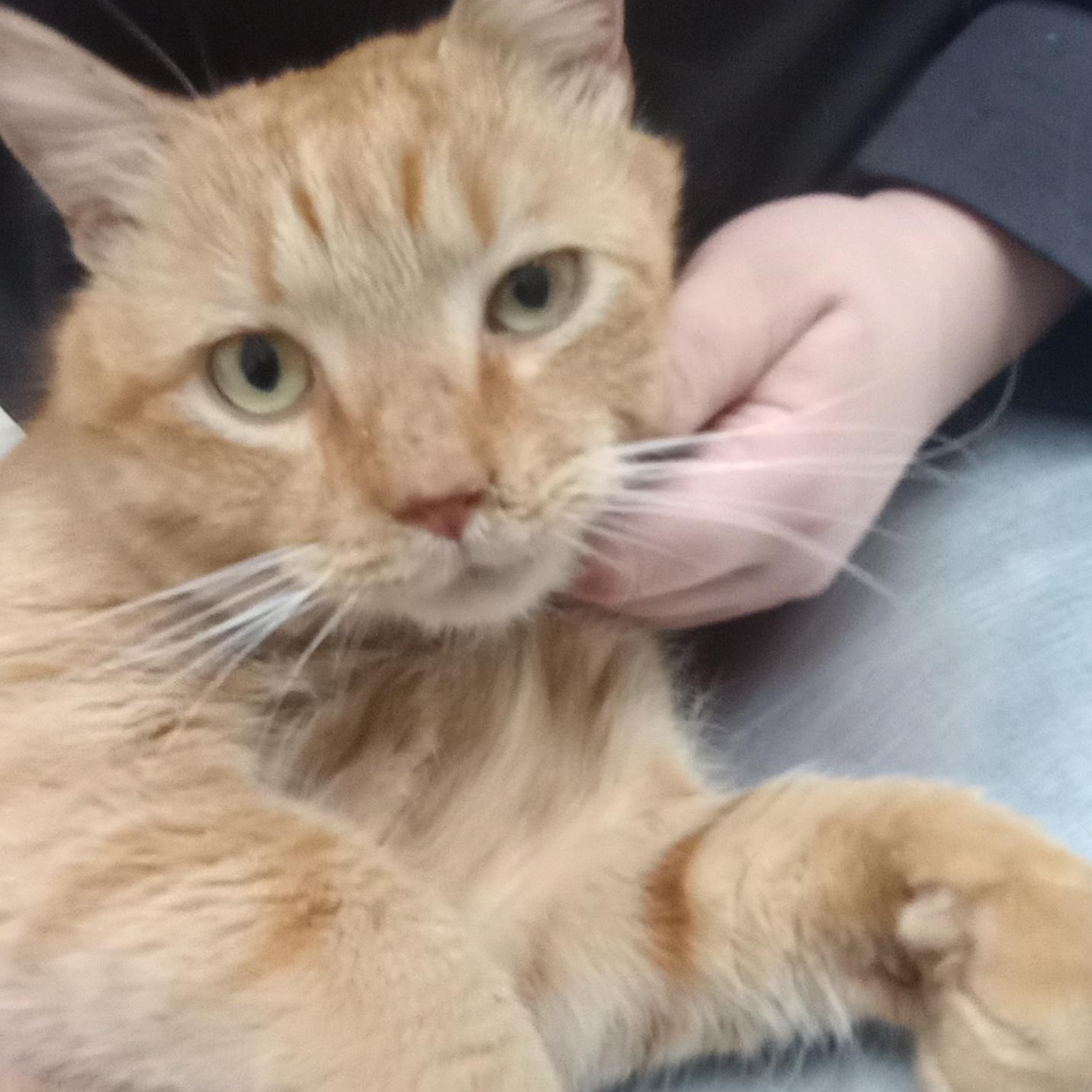 Cheeto, a ADOPTABLE Domestic Short Hair in Charlotte, NC image 2/2