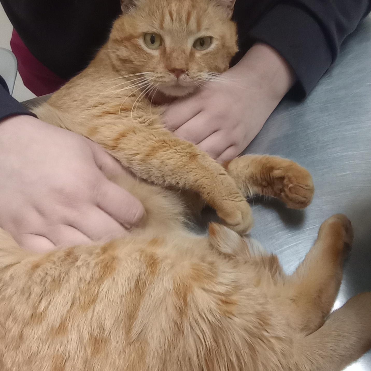 Cheeto, ADOPTABLE, Adult Male Domestic Short Hair.