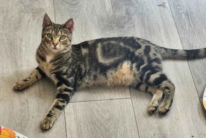 Brody, Adoptable, Young Female Domestic Short Hair.