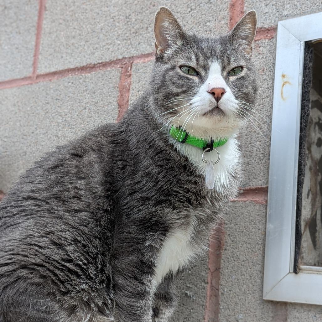 Titan, Adoptable, Senior Male Domestic Short Hair.