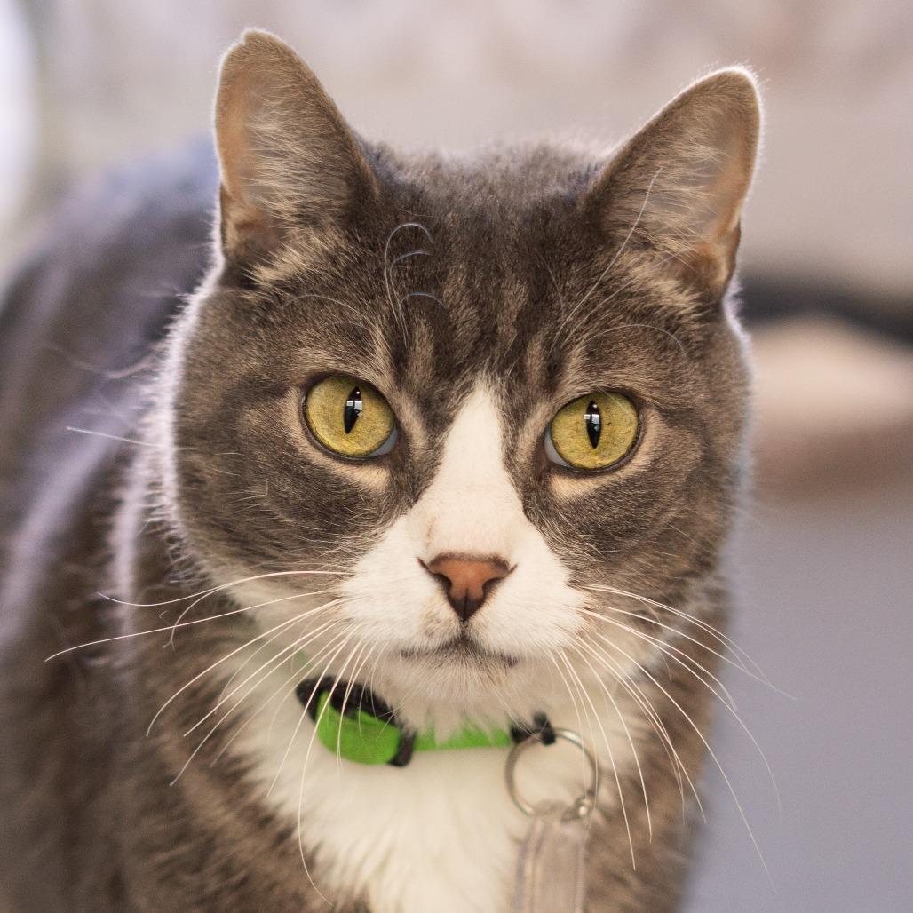 Titan, a Adoptable Domestic Short Hair in Lakewood, CO image 2/6