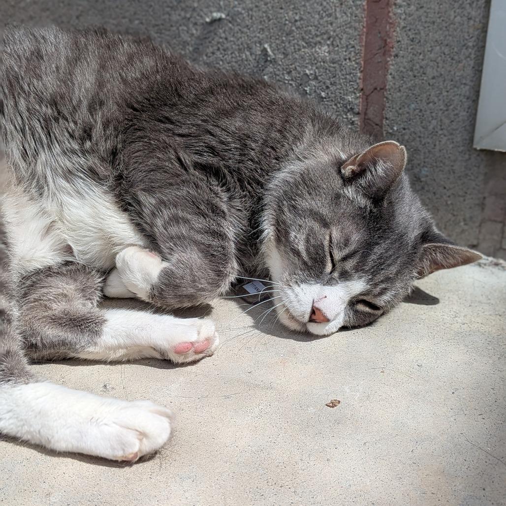 Enlarge Titan, a Adoptable Domestic Short Hair in Lakewood, CO image 2/6