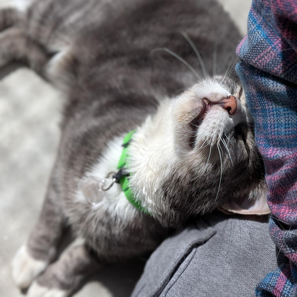 Enlarge Titan, a Adoptable Domestic Short Hair in Lakewood, CO image 3/6