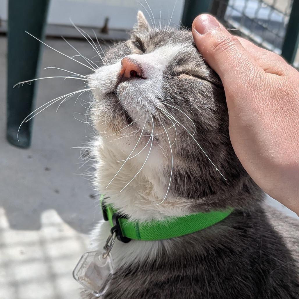 Enlarge Titan, a Adoptable Domestic Short Hair in Lakewood, CO image 4/6
