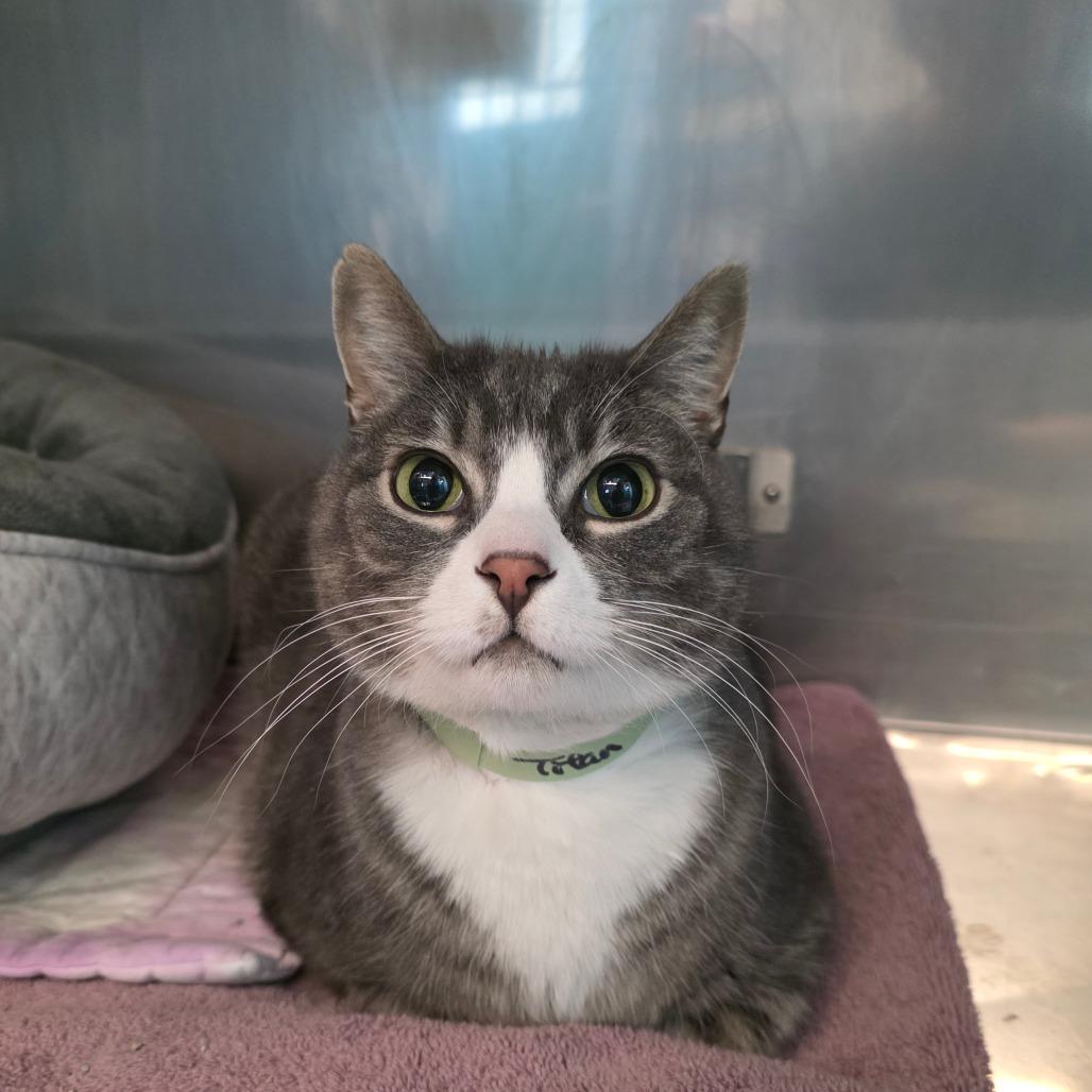Enlarge Titan, a Adoptable Domestic Short Hair in Lakewood, CO image 5/6