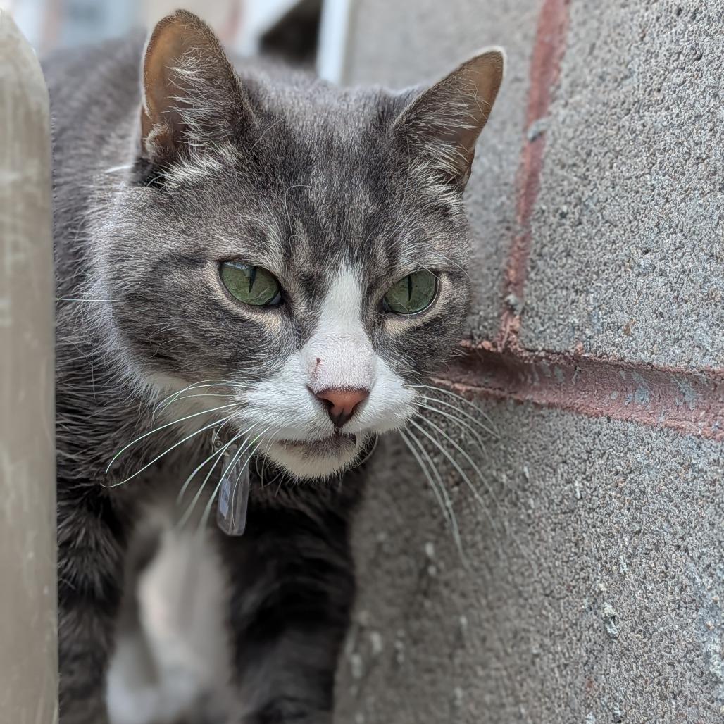 Enlarge Titan, a Adoptable Domestic Short Hair in Lakewood, CO image 6/6