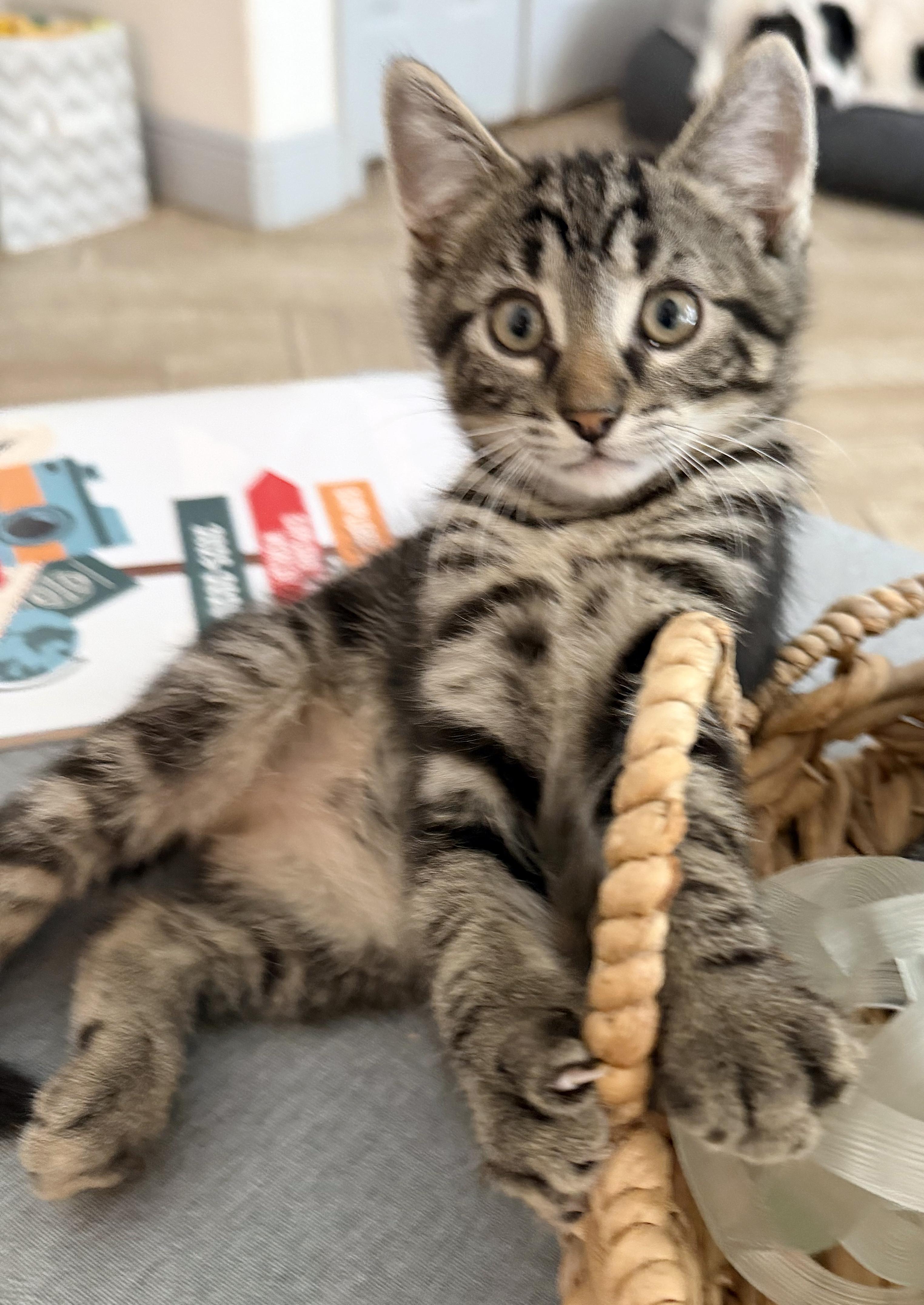 Piglet, adopted, Kitten Male Domestic Short Hair & Tabby.