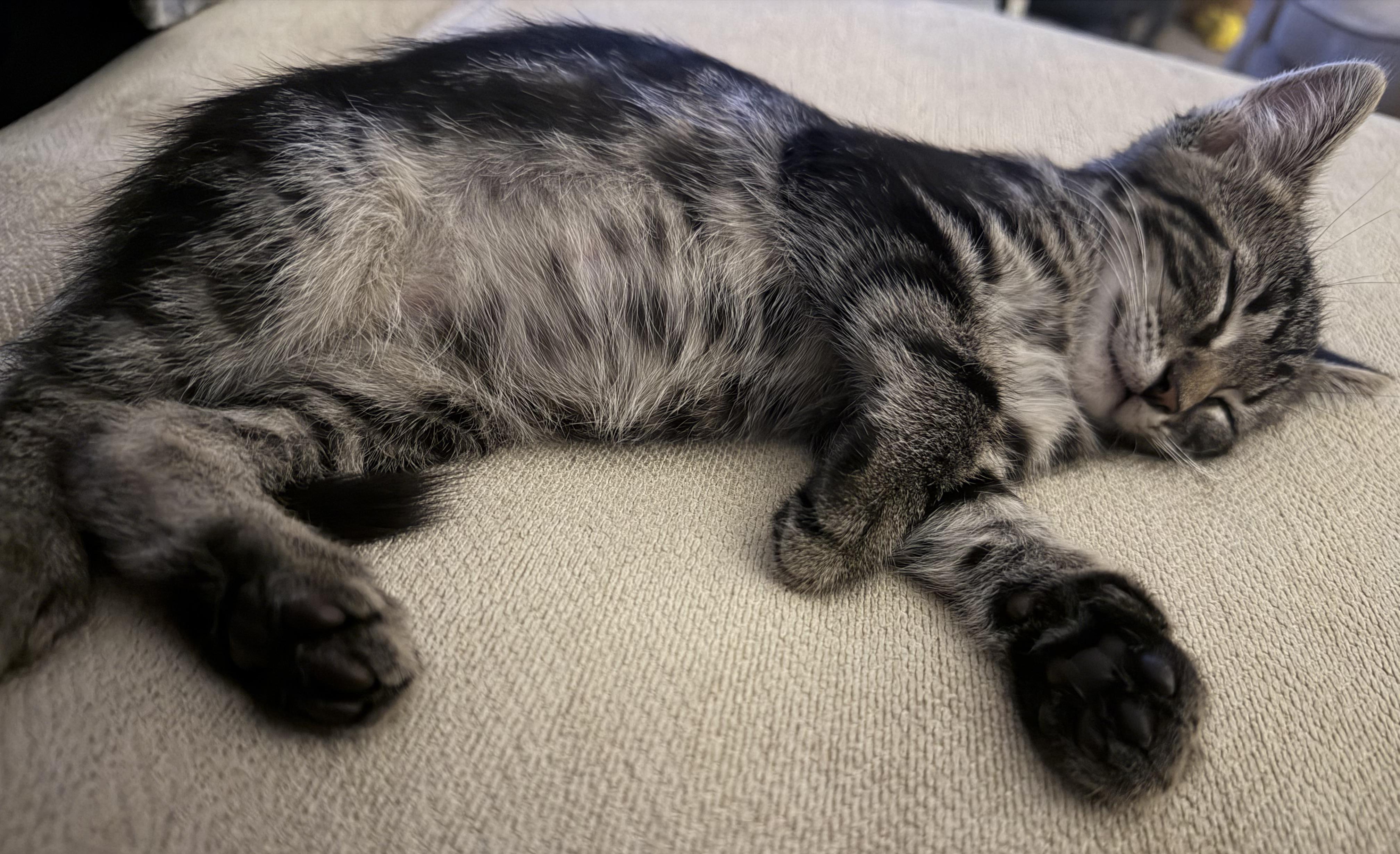 Piglet, an adopted mixed breed in Lake Monroe, FL image 5/6