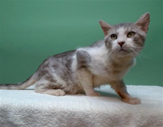 Enlarge GREGORY, a Adoptable Domestic Short Hair in Gardena, CA image 1/1