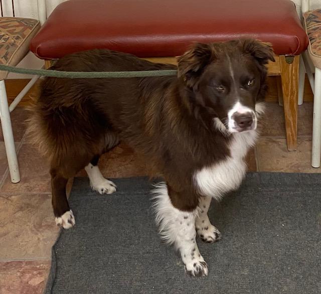 Birdie, a Adoptable Australian Shepherd in Choteau, MT image 3/5